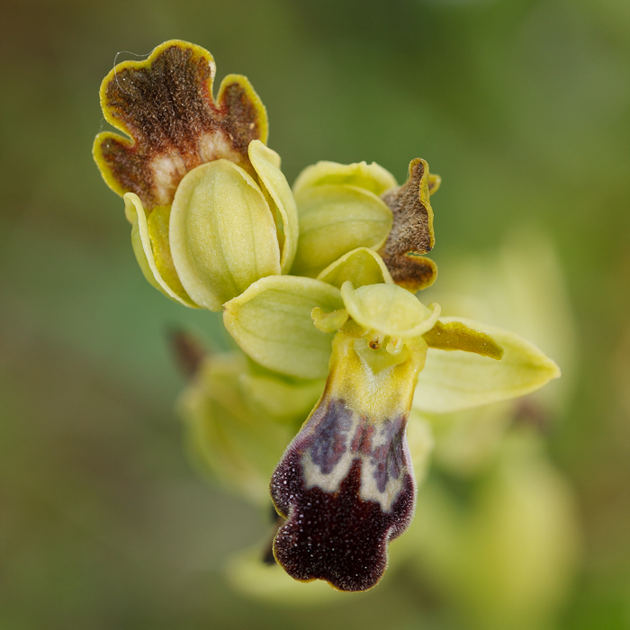 Ophrys lupercalis?
