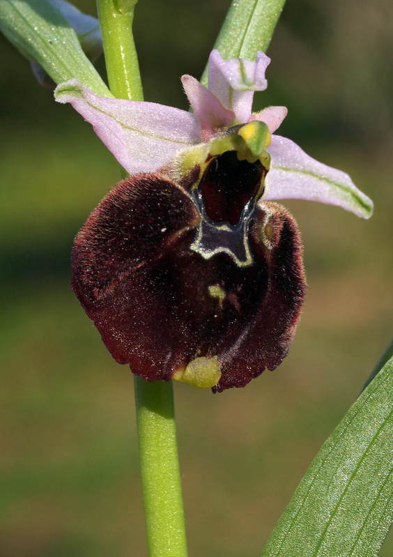 O. chestermanii Domusnovas 17-04-13 (4).jpg