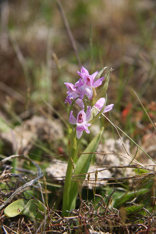 hybr-bredexrietorchis_RuudL2008-kl.jpg