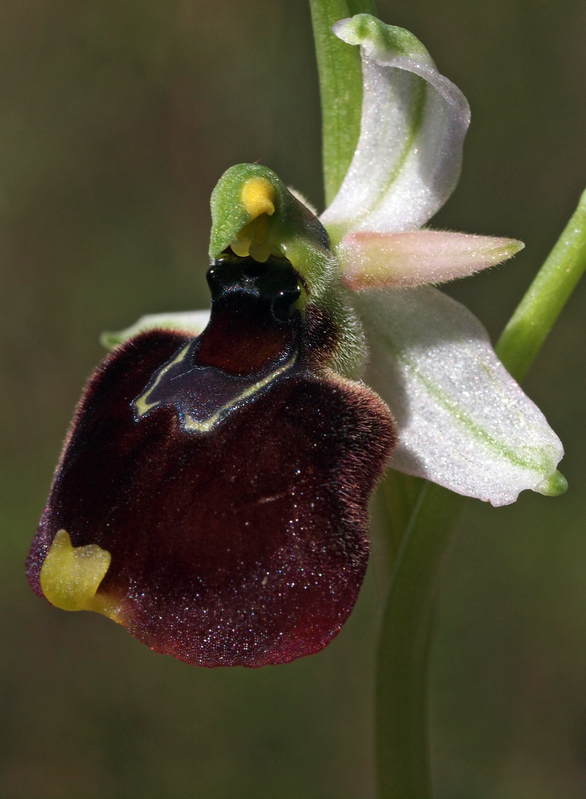 O. chestermannii Domusnovas 20-04-13 (10).jpg