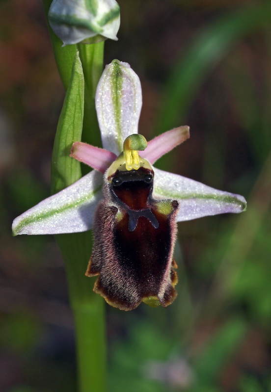 O. panatensis Oliena 11-04-13 (6).jpg