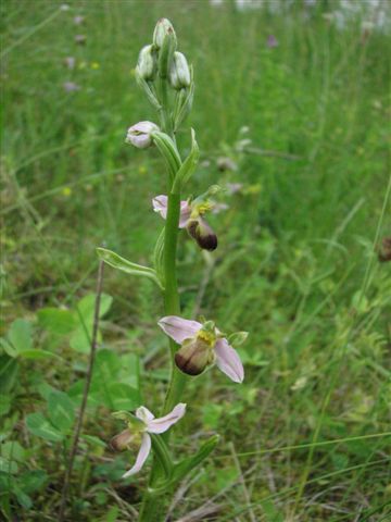IMG_0095 Ophrys apifera var. bicolor.JPG