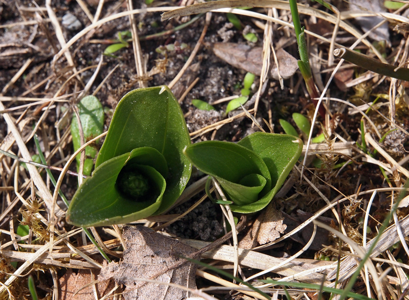 L. ovata Fochteloërveen-oost 02-05-13 (7b).jpg