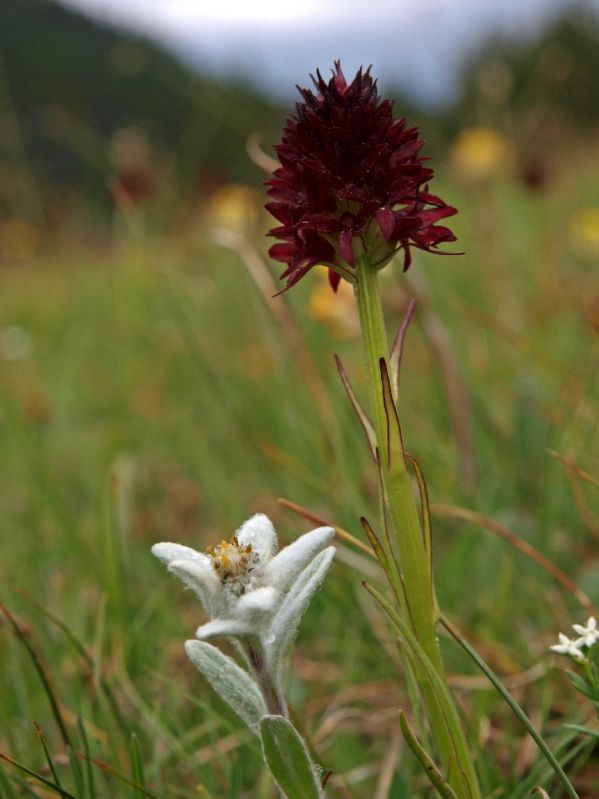 N. rhellicani en Edelweiss Buffalora Alp Ofenpas 06-07-10 (1).jpg