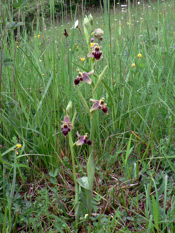 Ophrys scolopax2.jpg