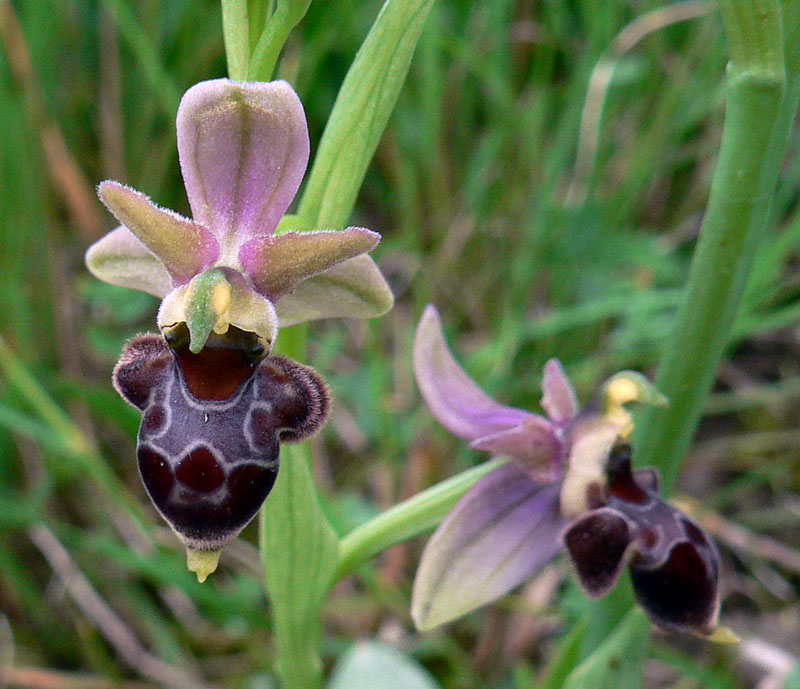 Ophrys scolopax3.jpg