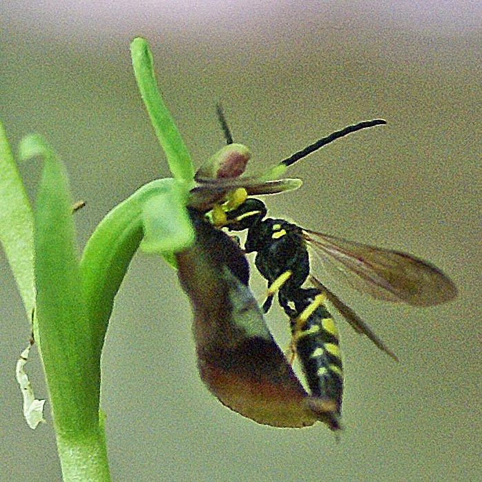 Gola della Rosso 9 mei 2013