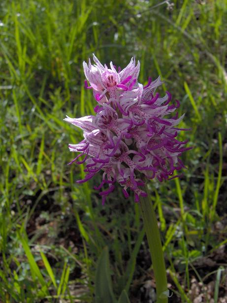 De aapjesorchis was niet sinds 1928 geregistreerd in de Ariège. Kennelijk is hij terug en vraagt om herbevestiging in 2009
