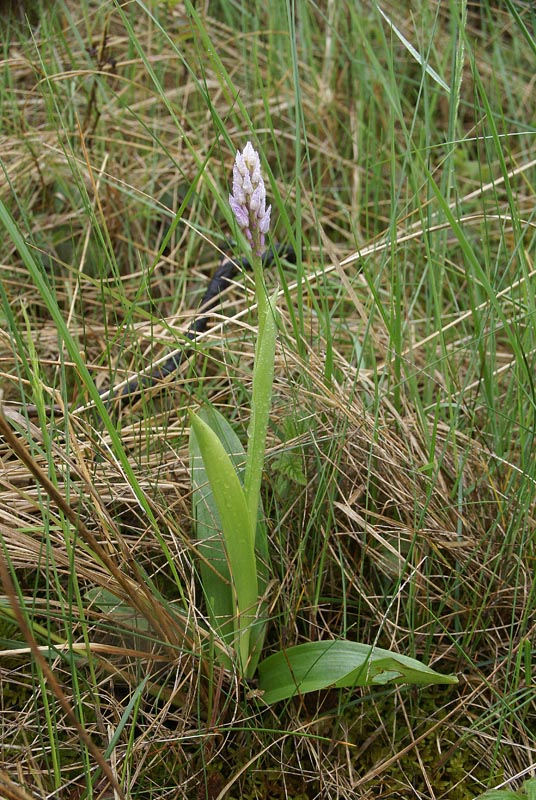 Orchis militaris NP Kennemerduinen 21 mei 2013