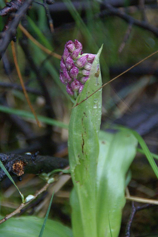 O.militaris hybride? NP Kennemerduinen 21 mei 2013