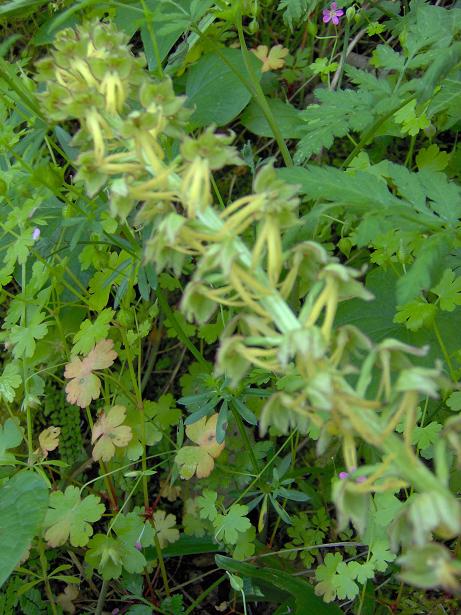 Hybride Orchis anthropophora X Listera ovata.JPG