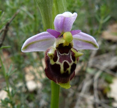 Ophrys holoserica (Hommelorchis) Frankrijk - Hte Provence - Puimichel - mei13 - 4.jpg