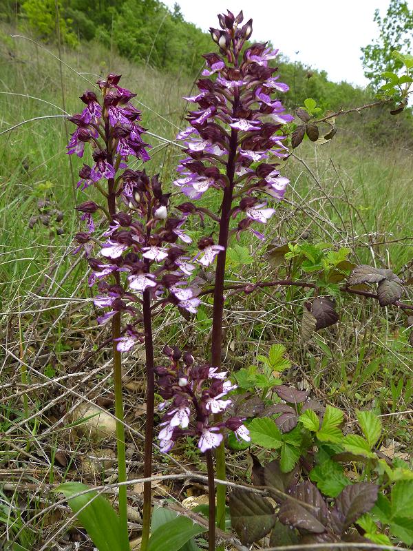 Frankrijk - Puimichel - Hte Provence - mei 13.jpg