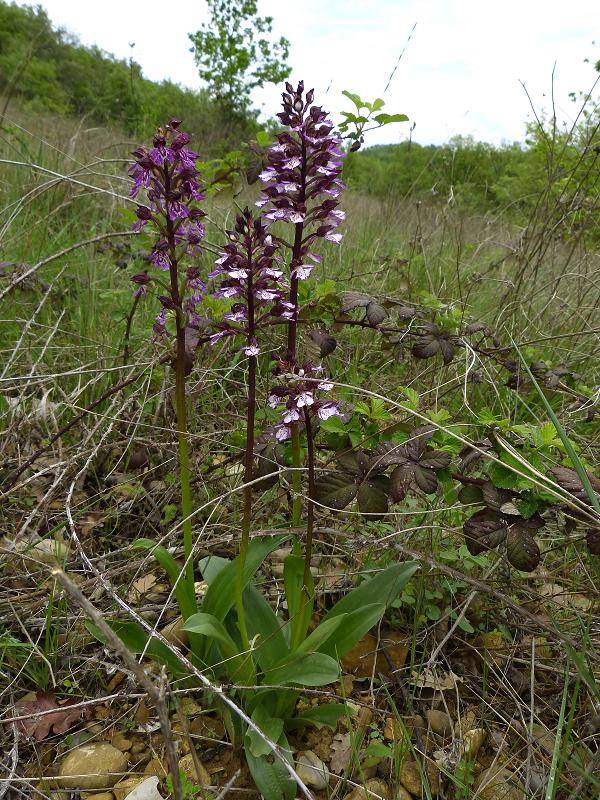 Orchis purpurea (Purperorchis) Frankrijk - Hte Provence - Puimichel - mei13.jpg