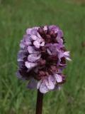 Orchis purpurea (monstruositeit ?)