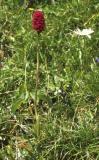 Anacamptis pyramydalis 'tanayensis' ?