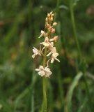 Gymnadenia con. borealis ?