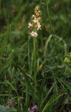 Gymnadenia con.borealis ?