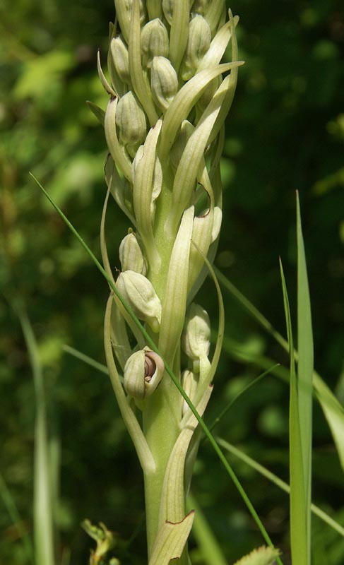 Himantoglossum hirsinum in knop 28 mei 2013