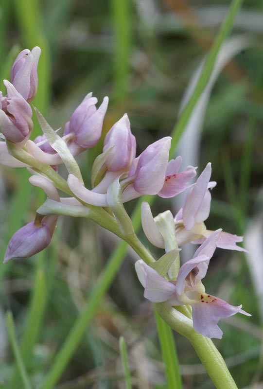 O.pauciflora x morio, Sibillini 3 mei 2013