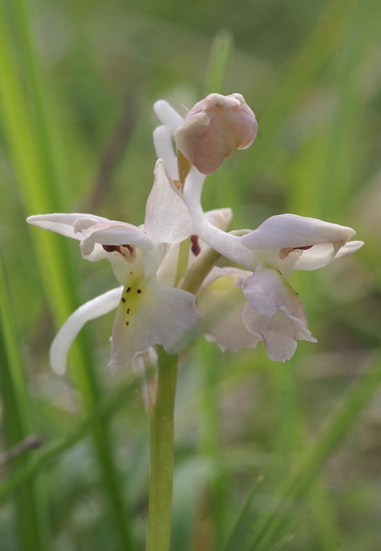 O.pauciflora x morio, Sibillini 3 mei 2013
