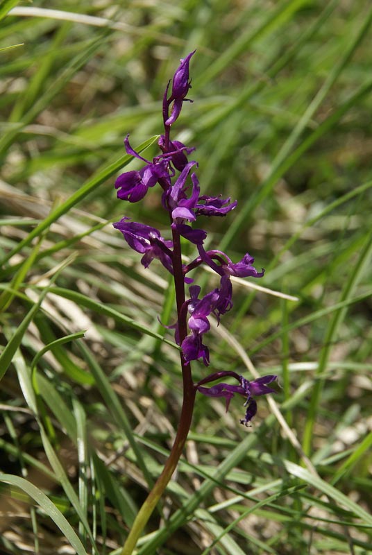 O.mascula ssp ? Sibillini 3 mei 2013