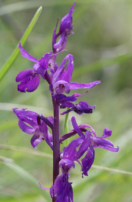 O.mascula ssp ? Sibillini 3 mei 2013