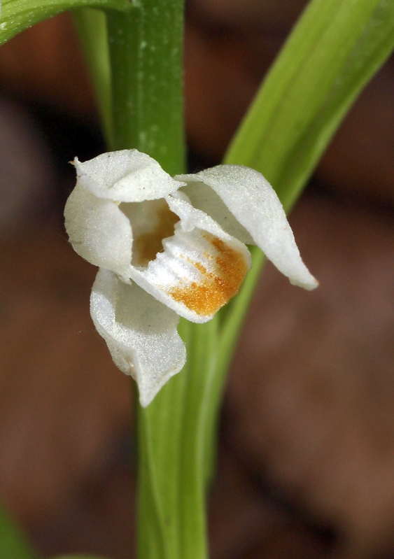 C. longifolia Diever 03-05-13 (3).jpg