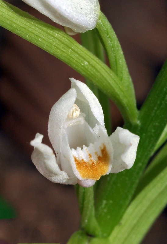 C. longifolia Diever 03-05-13 (2).jpg