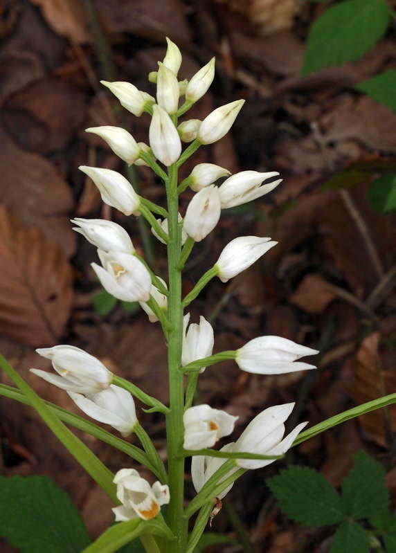 C. longifolia Diever 03-05-13 (4).jpg