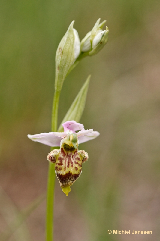 Ophrys scolopax var. trollii?