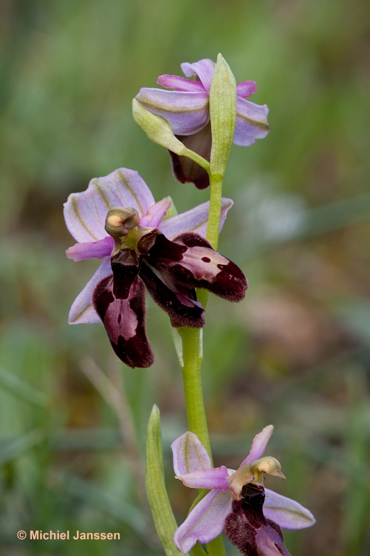 Ophrys catalaunica lusus