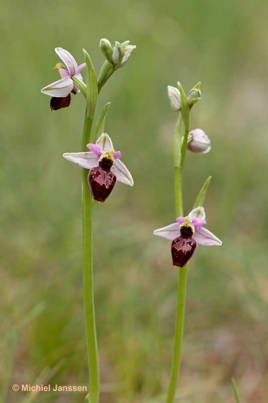 Ophrys catalaunica x Ophrys scolopax = Ophrys x olostensis