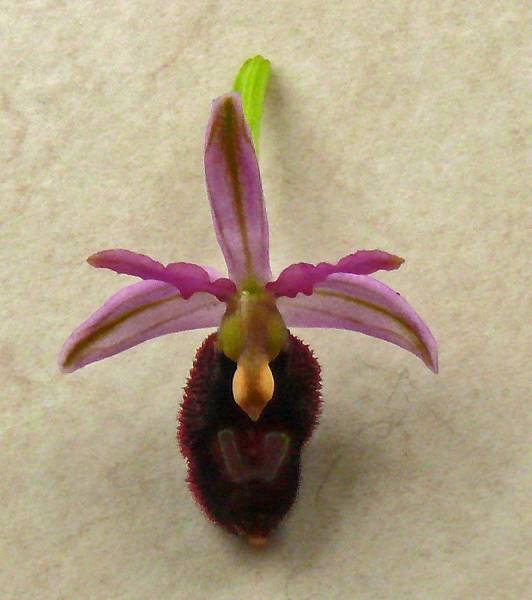 091 Ophrys catalaunica (O. bertolini s.l.); Frankrijk, Drome, le Poet-Celard; 2013, mei5_(800_x_600).jpg