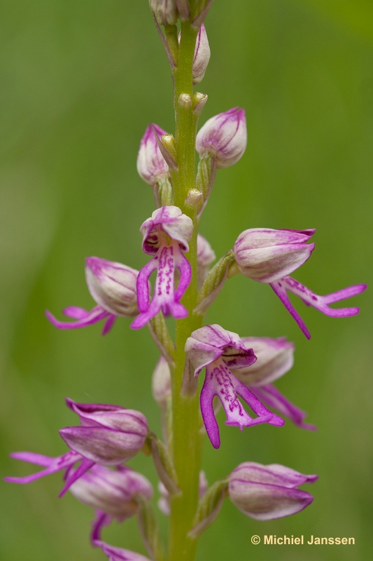 Aceras anthropophora x Orchis militaris = Orchis xspurium