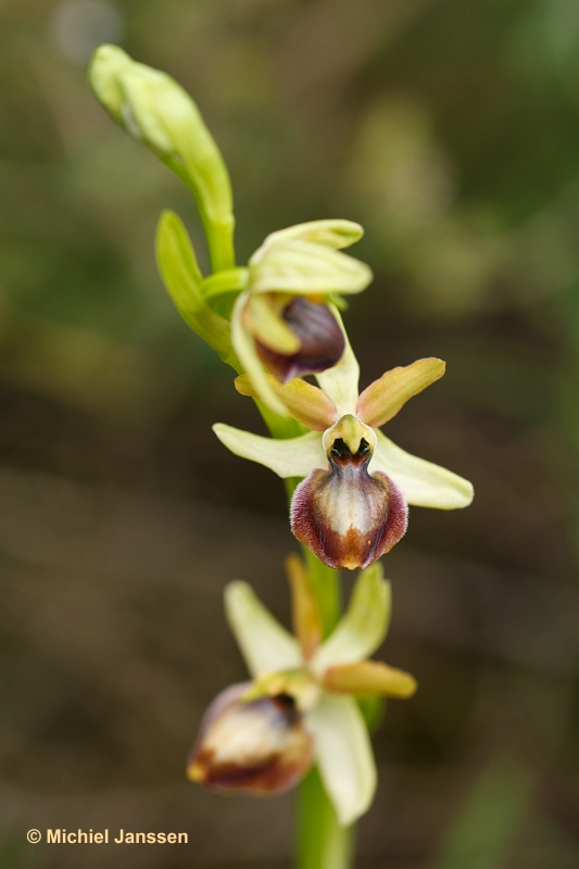 Ophrys aveyronensis?