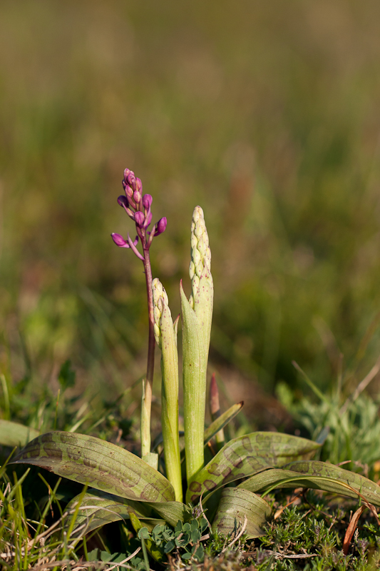 Orchis provincialis en Orchis langei