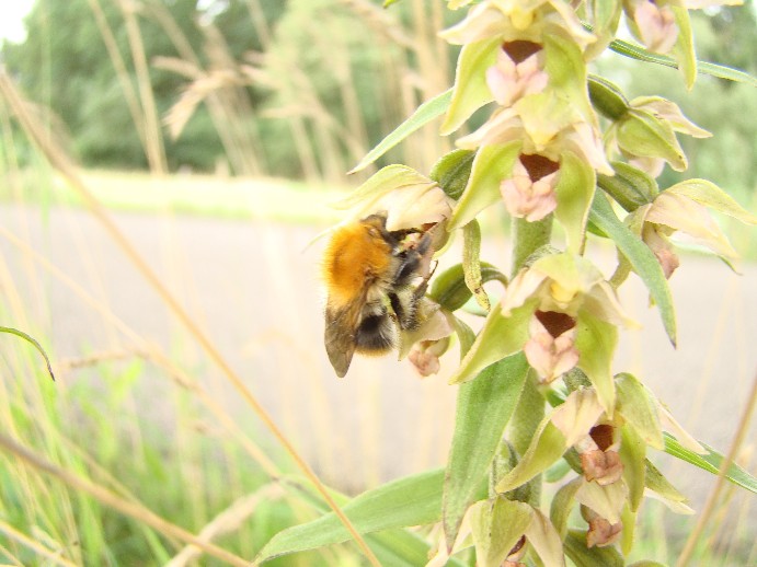 Wespenorchis met hommel.jpg