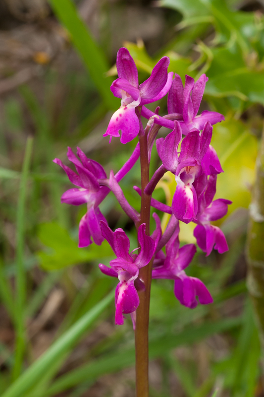 Orchis langei