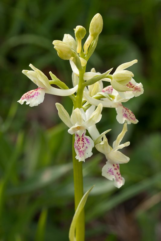 Orchis provincialis