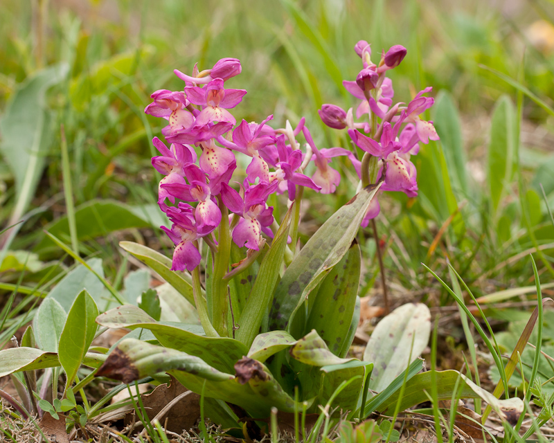 Orchis provincialis x Orchis langei?
