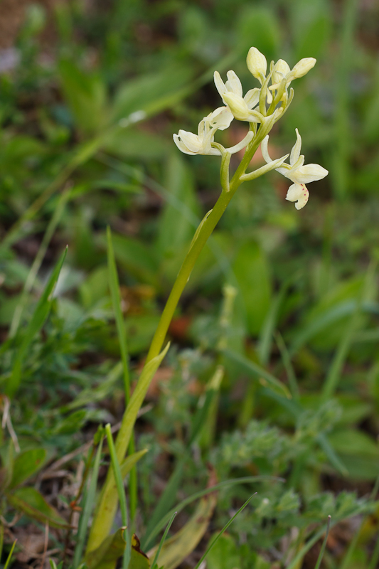 Orchis provincialis