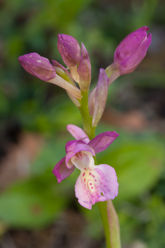 Orchis provincialis x Orchis langei = Orchis xnavarrensis