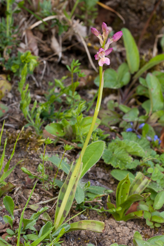 Orchis provincialis x Orchis langei = Orchis xnavarrensis