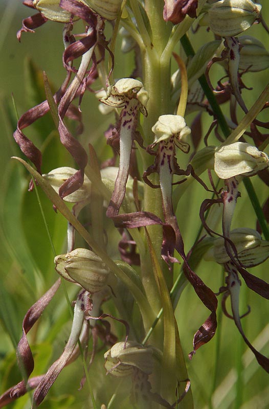 Himantoglossum hirsinum 7 juni 2013