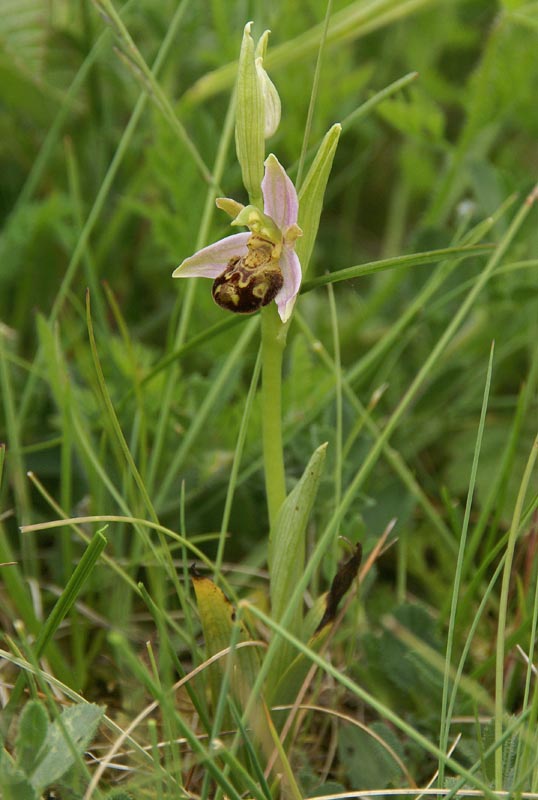 Bijenorchis 10 juni 2013