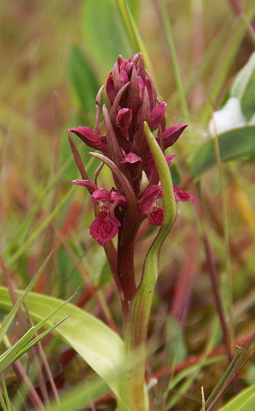 Scharlakenrode orchis, 10 juni 2013