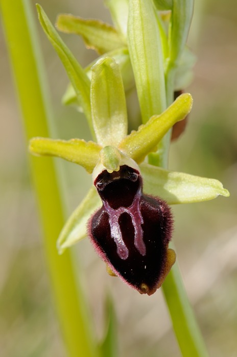 4) passionis en verdenking arachnitiformis