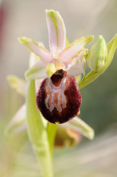 2) arachnitiformis, met iets provencialis