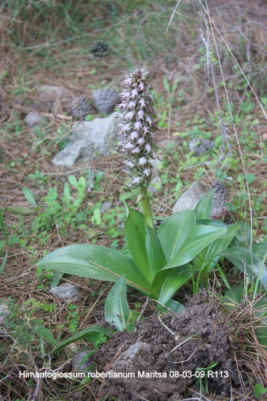 Himantoglossum robertianum Maritsa RO113 080309 (4).JPG
